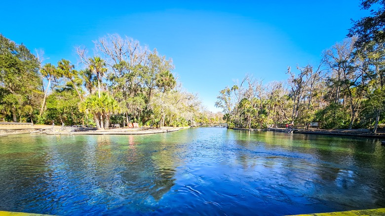 water and trees in Florida