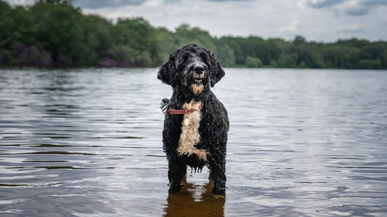 A dog stands in a lake