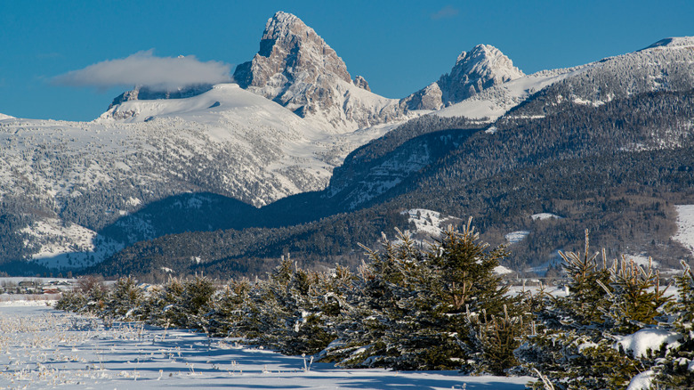 evergreen trees with snowy mountains