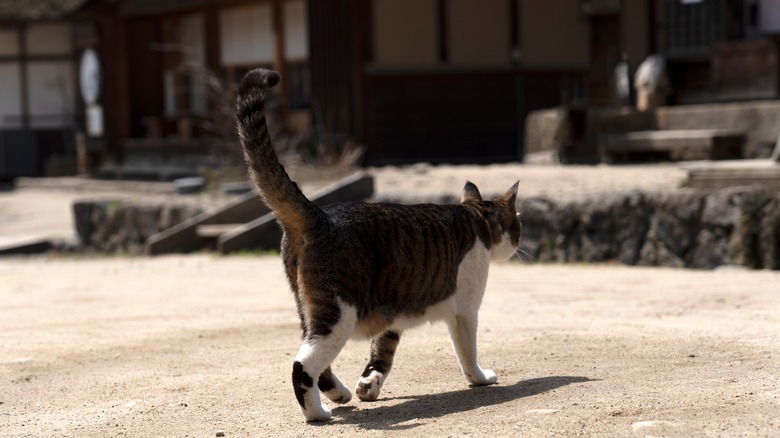 Cat walks streets of Ouchi-juku