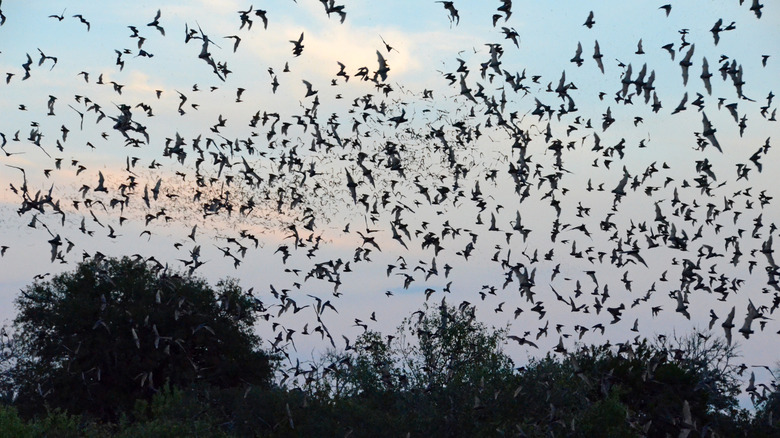 Bat colony at Bracken Cave