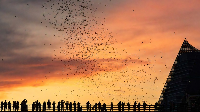 Bats flying above the Congress Avenue Bridge