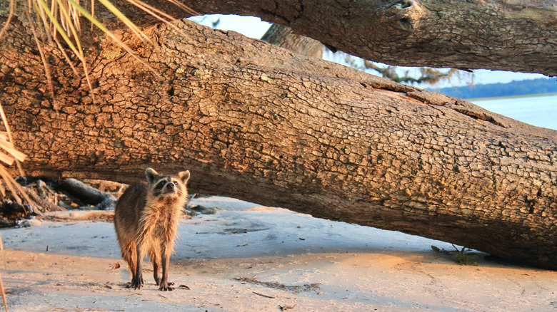 A cute raccoon on a beach