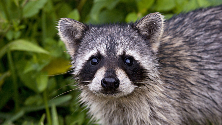 Closeup of a raccoon