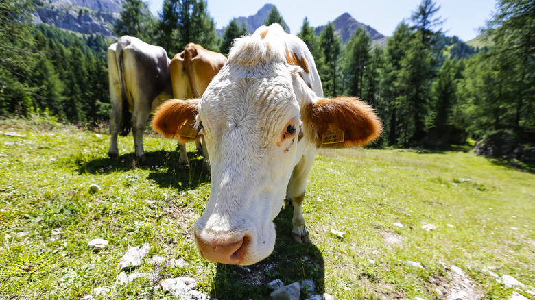 Cows grazing outside a rifugio in the dolomites