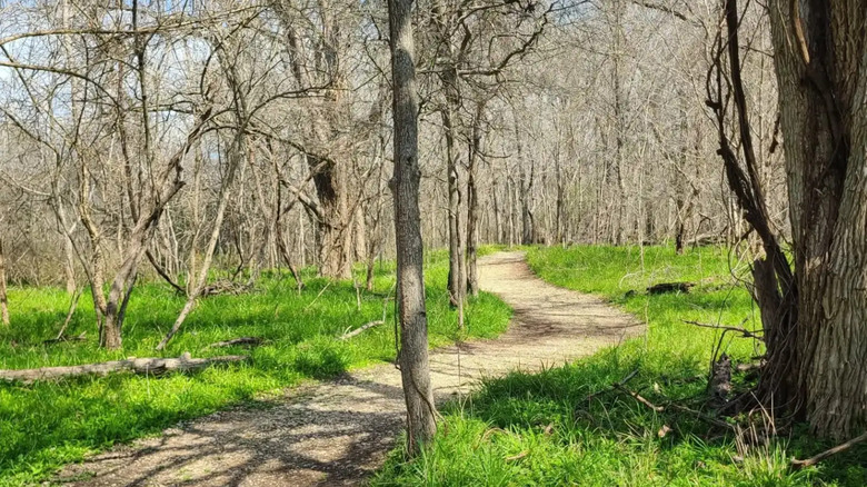 path leading through forest