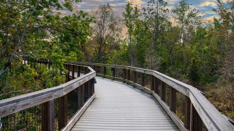The boardwalk at Florida Botanical Gardens, Lago