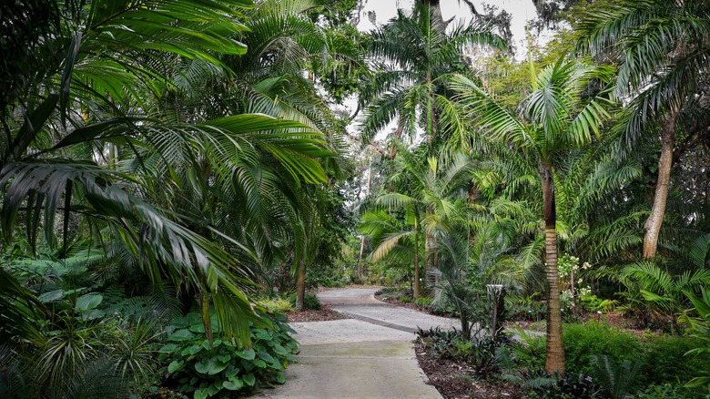 A pathway at the Harry P. Leu Gardens in Orlando, Florida