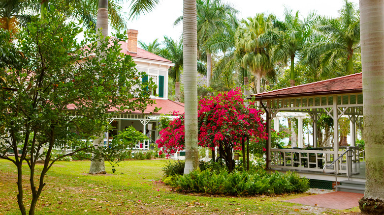 Blooming bougainvillea at the Edison and Ford Winter Estates in Ft. Myers