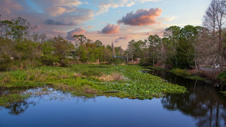 Sunset over the Florida Botanical Gardens in Largo