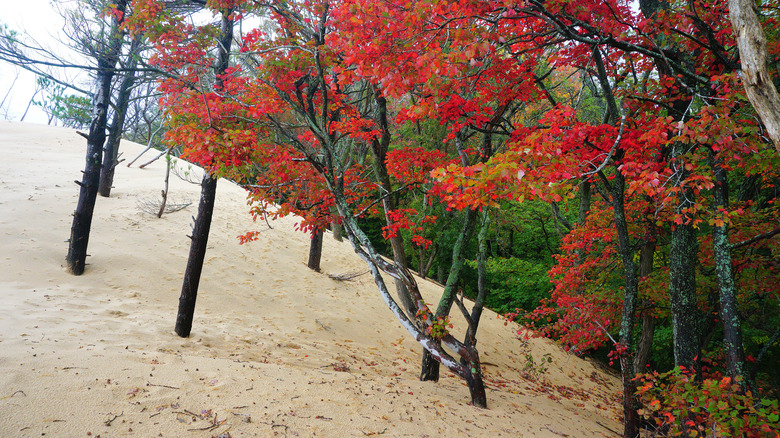 dunes at the Silver Lake Park