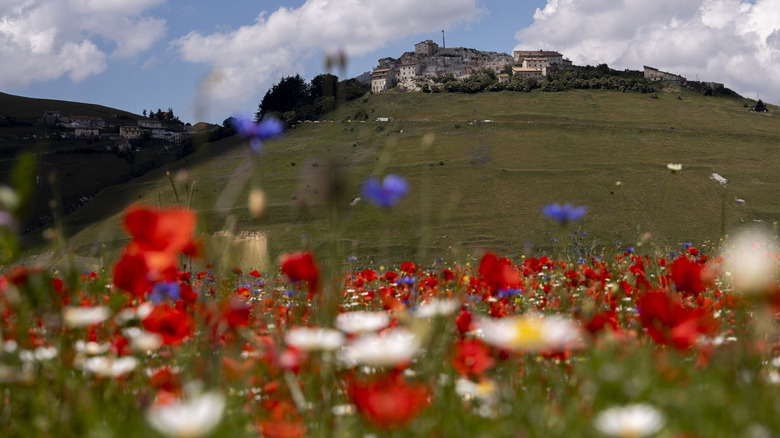 Flowers blooming in Mount Sibillini