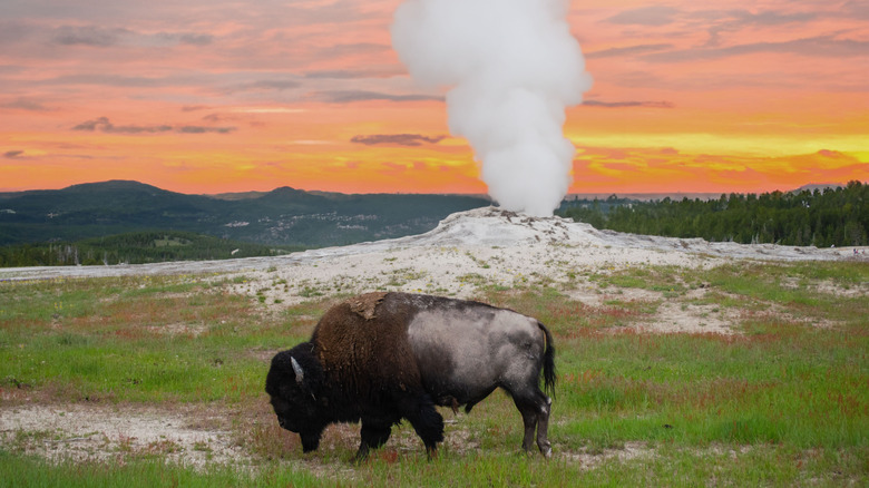 Buffalo grazing in Yellowstone Park at sunset.