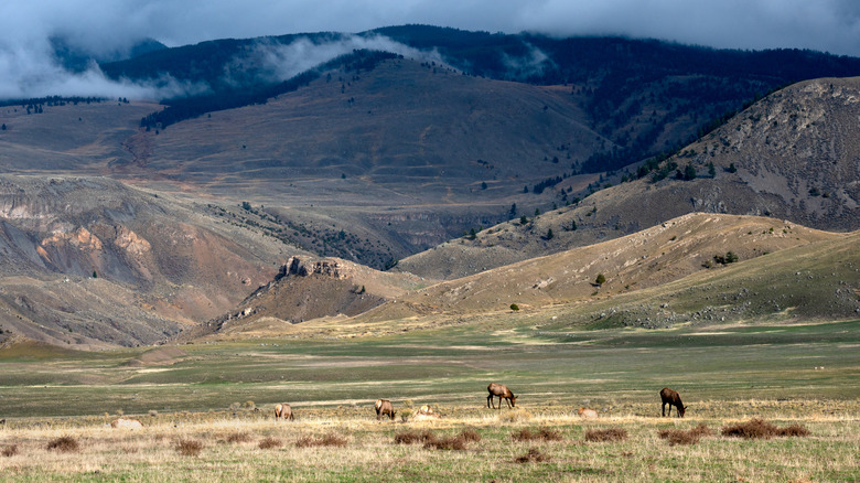 Wildlife in Lamar Valley, Yellowstone.