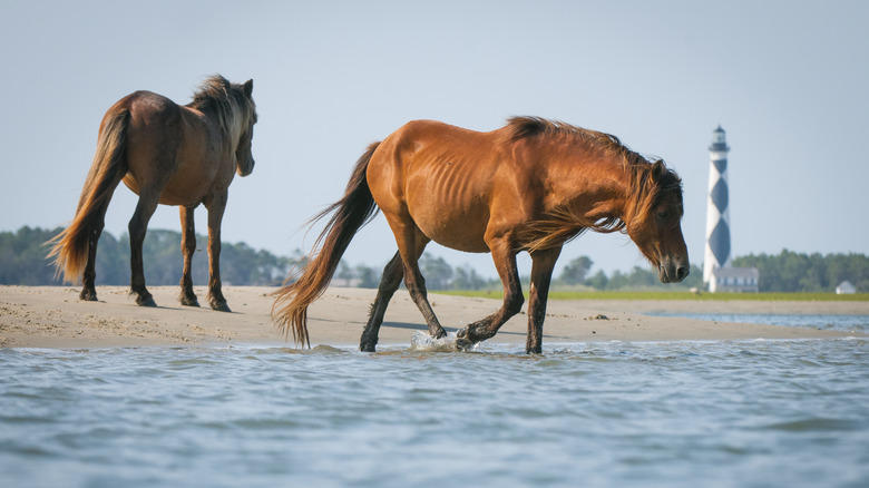 Wild horses play in the surf on Shackleford Banks in Cape Lookout National Seashore, North Carolina.