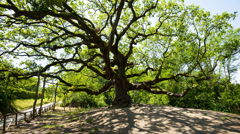 Oak of the Witches, Capannori, Italy 