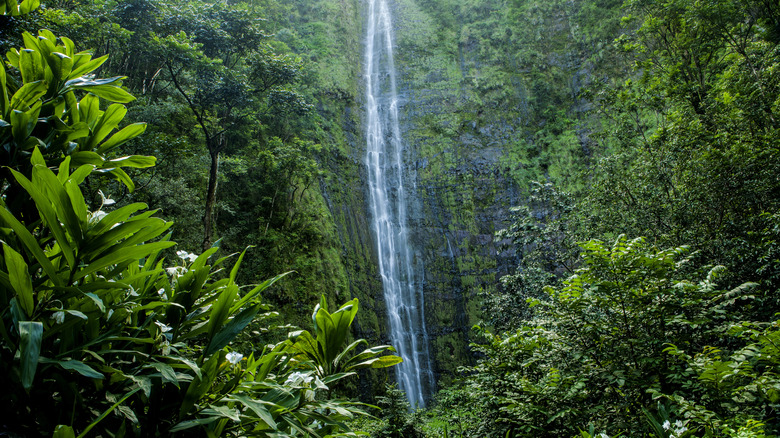 Water pours down cliffs at Waimoku Falls, Hawaii