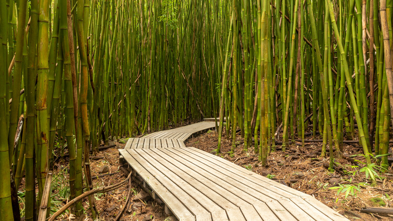 A walkway curves through a bamboo forest in Maui, Hawaii