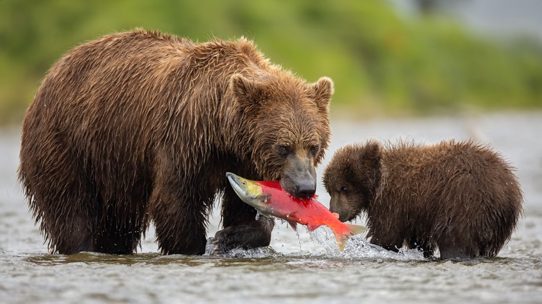 brown bear with salmon in mouth and cub beside