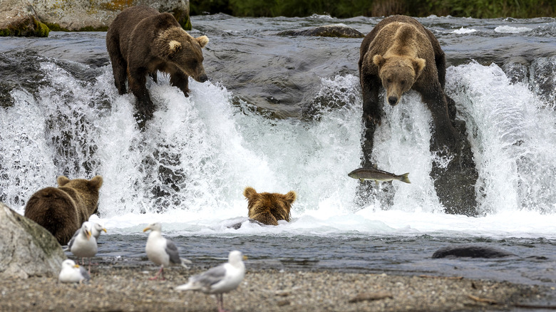 brown bears fishing for salmon at Brooks Falls in Katmai National Park
