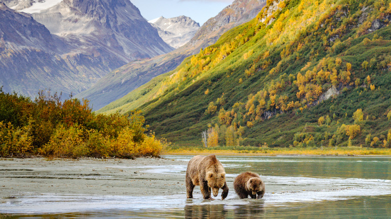 A brown bear and cub wading in a river in front of golden-leaved trees and snowcapped mountains.