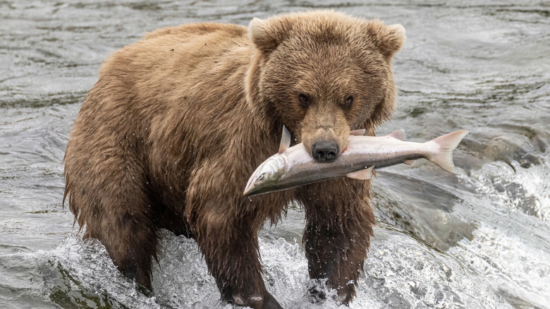 A brown bear in a river with a fish in its mouth.