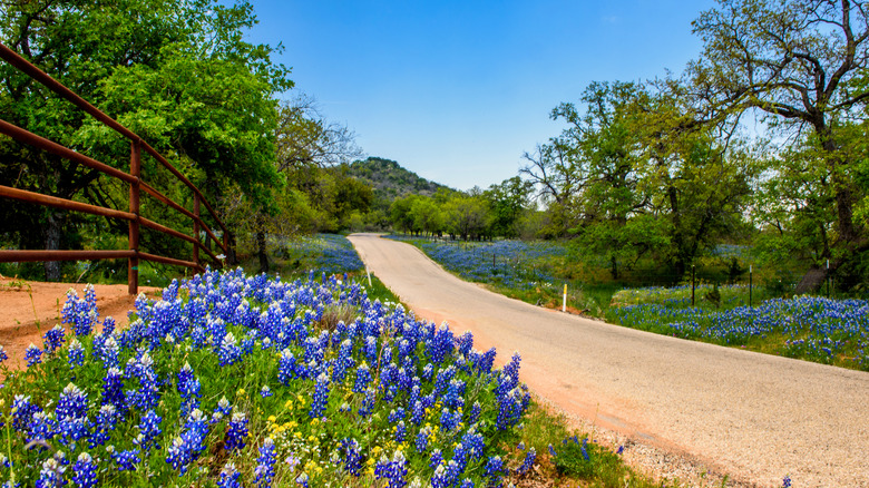 Spring road in Texas