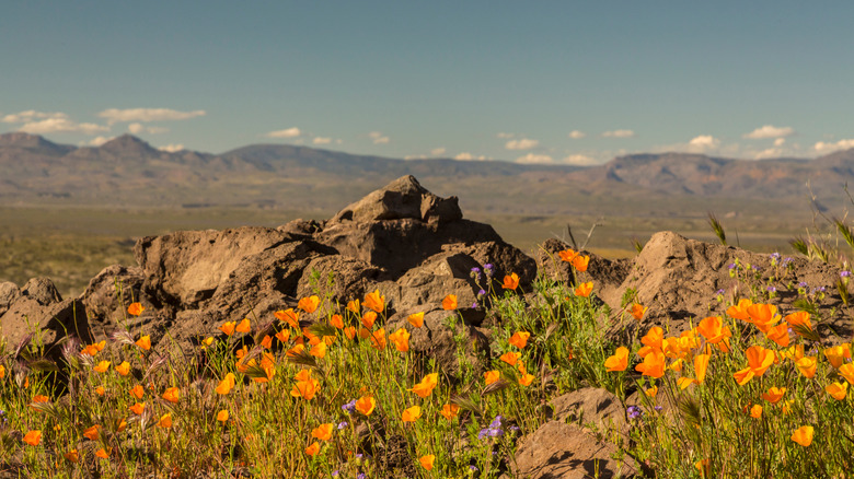 Orange poppies in bloom on the Peridot Mesa with mountains in the background