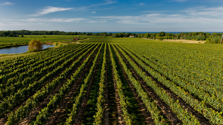 Aerial view of a vineyard in southern Ontario