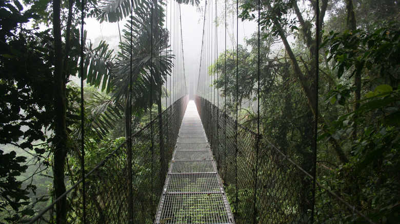 A hanging bridge extends into the Costa Rican cloud forest