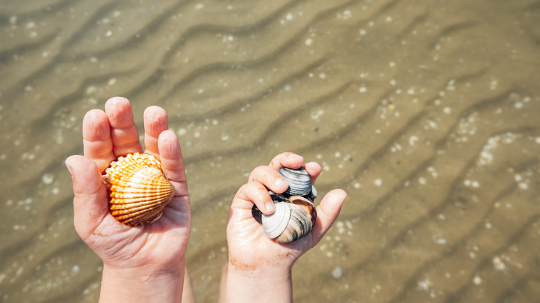 Children's hands holding shells in the sea