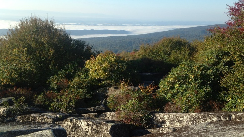 View from a hiking trail in The Channels overlooking a vast forest