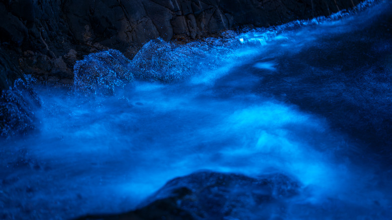 bioluminescent water