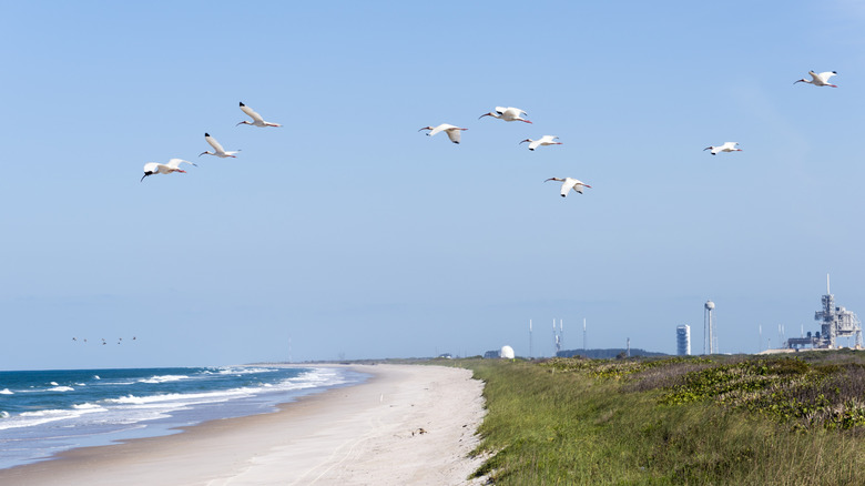 beach with grass, birds in sky and space center