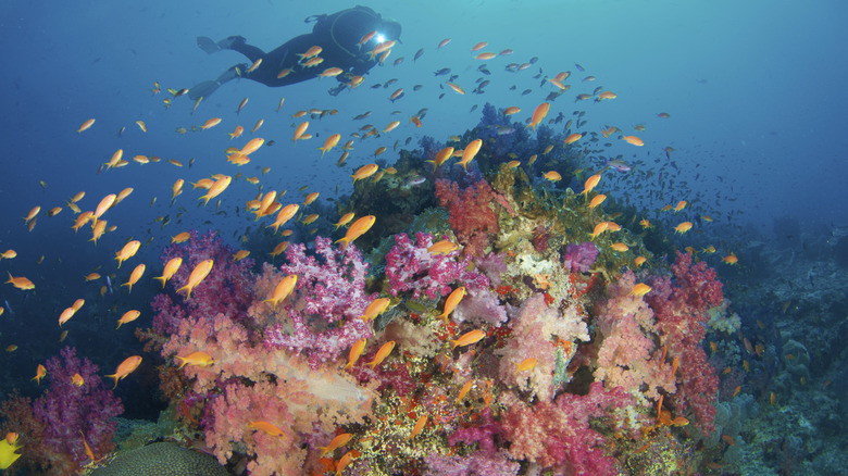a scuba diver swimming among orange fish over coral reefs