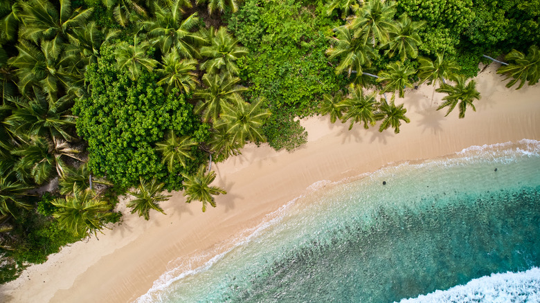 a birds eye view of turquoise waves on a pale sandy beach surrounded by palm trees