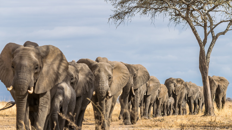 Elephants at Tarangire National Park