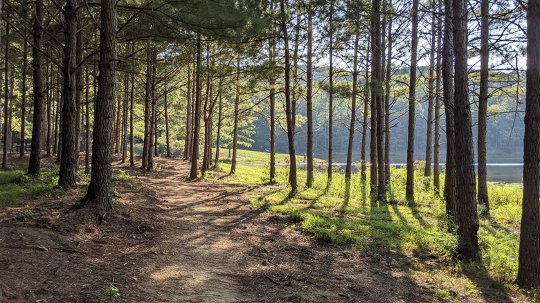 A forested path at Fort McClellan