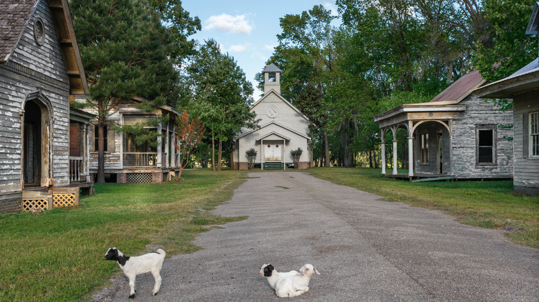 Goats lie in the road in the fictional town of Spectre on Jackson Lake Island