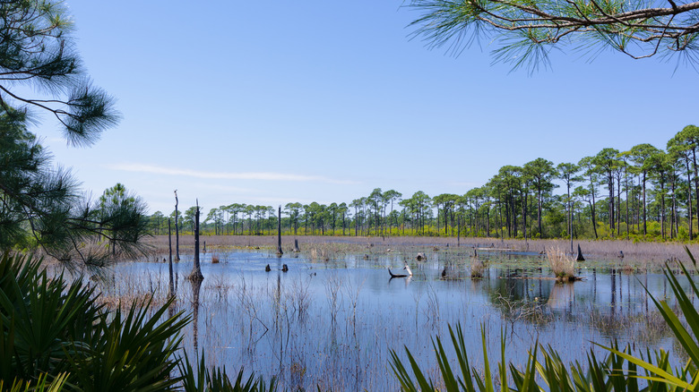 Swamp inside Bon Secour National Wildlife Refuge