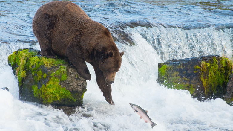 Kodiak bear hunting trout in a river