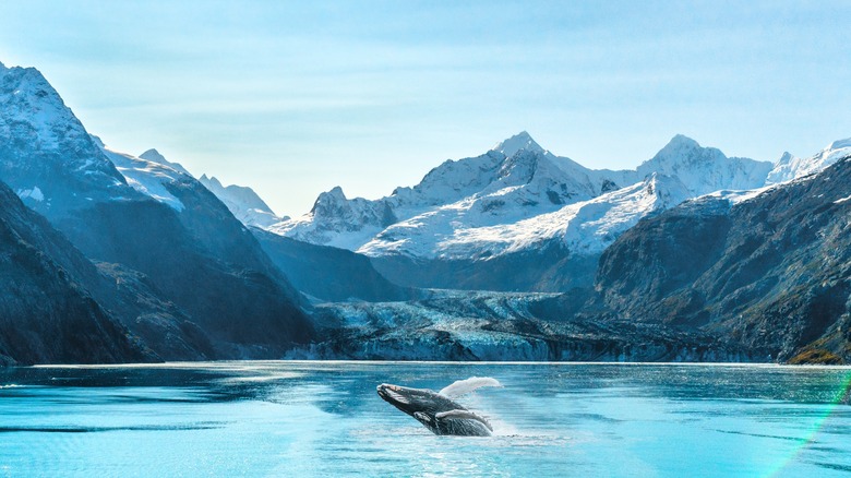 whale in Glacier Bay