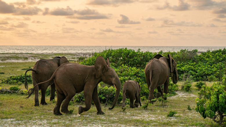 Forest elephants in Gabon