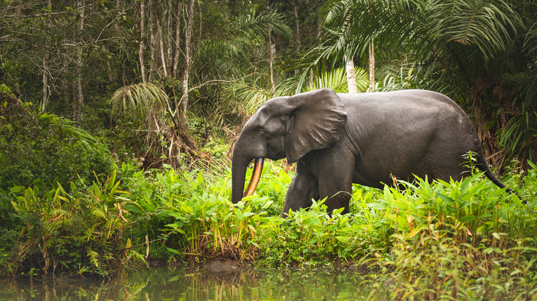 All The Breathtaking National Parks You Can t Skip On Your Trip To Gabon