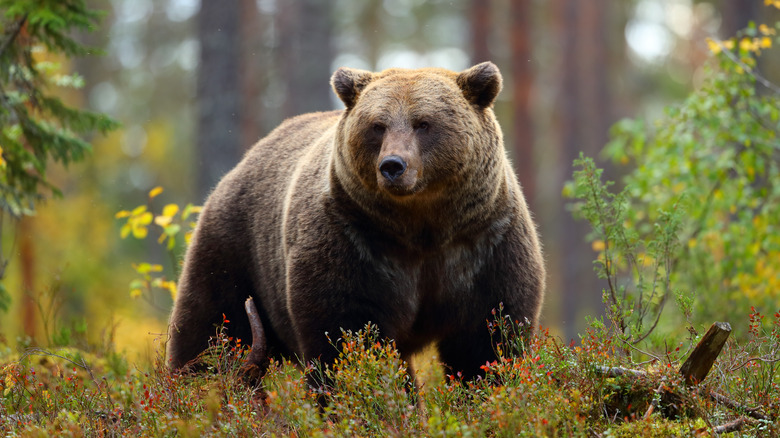 A brown bear stalks through the forest