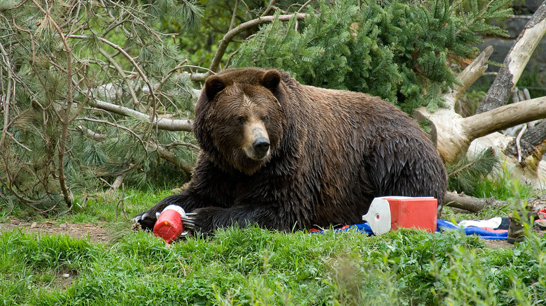 A brown bear searches through discarded food containers in the woods