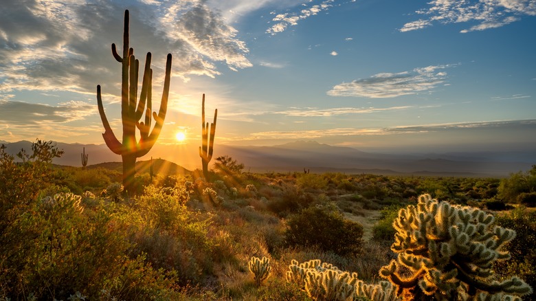 desert sunrise in Arizona