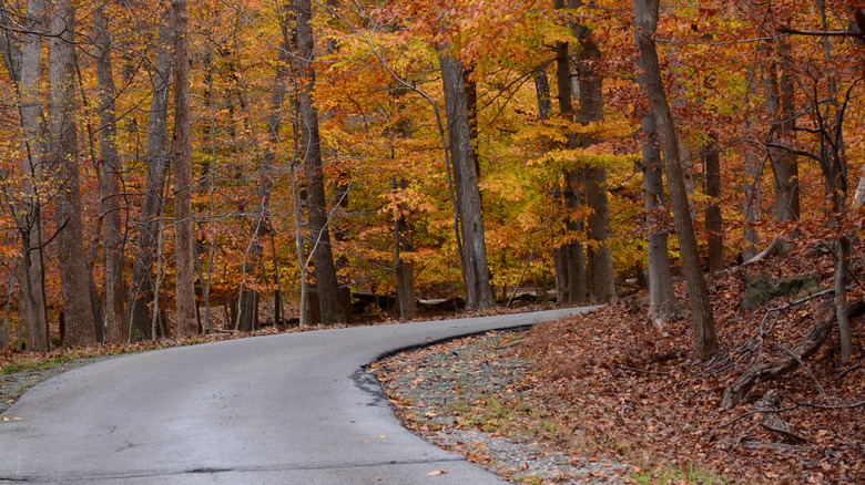 Road lined with trees in fall colors in Maryland