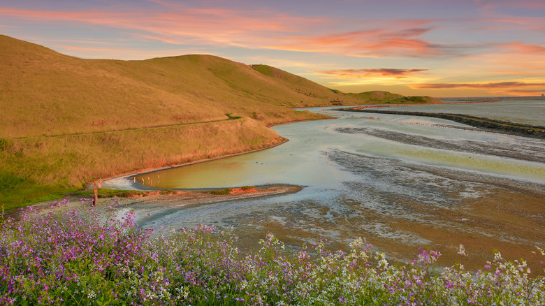 beach green hills and lavender at golden hour