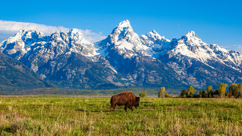a bison walking across the grassland in front of a snow-capped mountain range in Wyoming